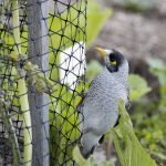 Anti Bird Deterrent Spikes